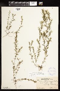 Najas guadalupensis image