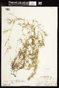 Najas guadalupensis image