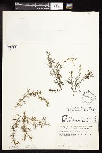 Najas guadalupensis image