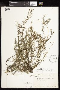 Najas guadalupensis image