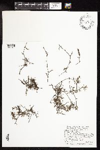 Najas guadalupensis image