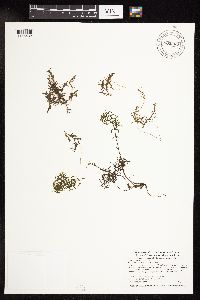 Najas guadalupensis image