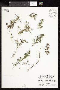 Najas guadalupensis image