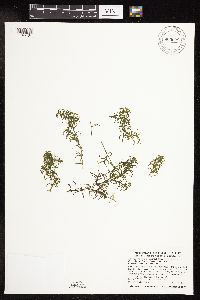 Najas guadalupensis image