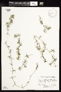 Najas guadalupensis image