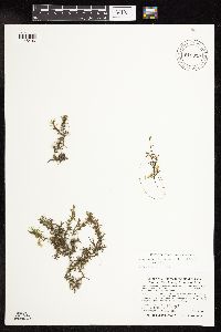 Najas guadalupensis image