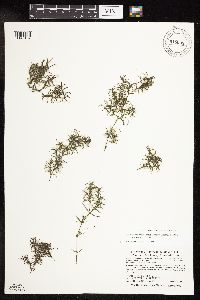 Najas guadalupensis image