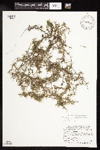 Najas guadalupensis image