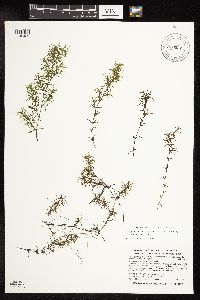 Najas guadalupensis image