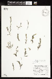 Najas guadalupensis image