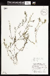 Najas guadalupensis image