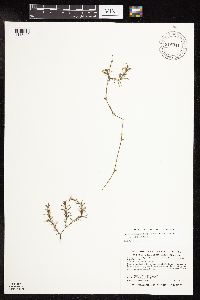 Najas guadalupensis image