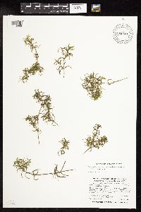 Najas guadalupensis image