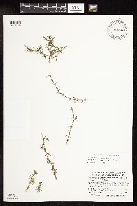 Najas guadalupensis image