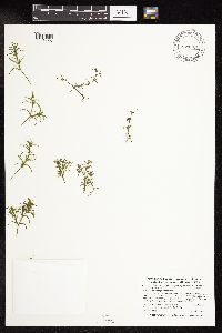 Najas guadalupensis image