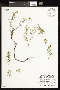 Najas guadalupensis image