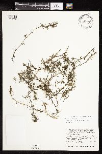 Najas guadalupensis image