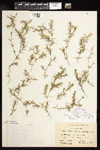 Najas guadalupensis image