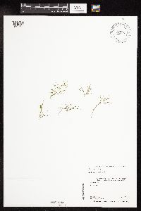 thumbnail image of current specimen