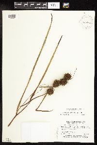 Sparganium androcladum image