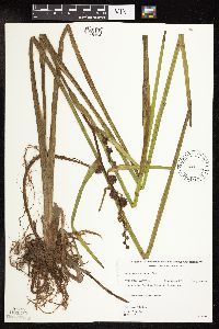 Sparganium americanum image