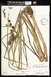 Sparganium americanum image