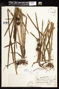 Sparganium americanum image