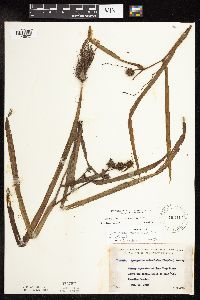 Sparganium americanum image