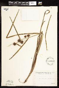 Sparganium americanum image