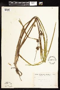 Sparganium americanum image