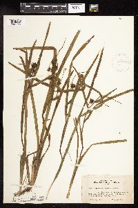 Sparganium americanum image