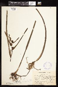 Sparganium americanum image