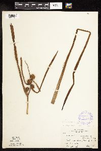 Sparganium americanum image