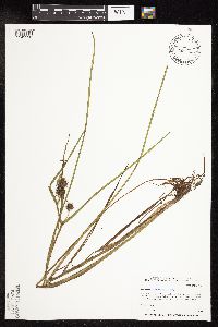 Sparganium americanum image