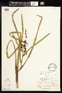 Sparganium americanum image
