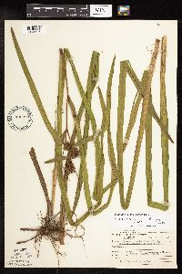 Sparganium americanum image