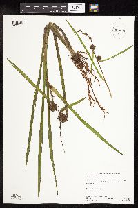 Sparganium americanum image