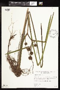 Sparganium americanum image