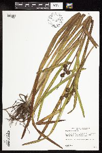 Sparganium americanum image