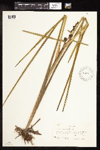 Sparganium americanum image