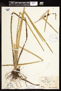 Sparganium americanum image