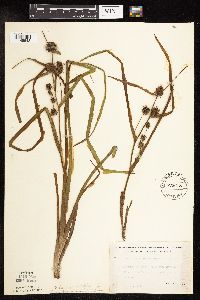 Sparganium americanum image