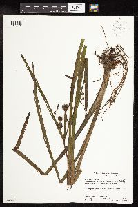 Sparganium americanum image