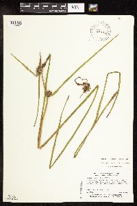 Sparganium androcladum image
