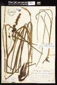 Sparganium androcladum image