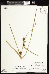 Sparganium androcladum image