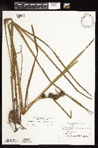 Sparganium androcladum image