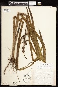 Sparganium androcladum image