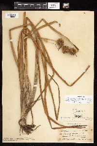 Sparganium androcladum image