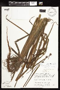 Sparganium androcladum image